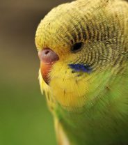 Is my pet bird at risk from avian flu?