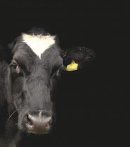 Why Do Dairy Farmers Kill Male Calves?