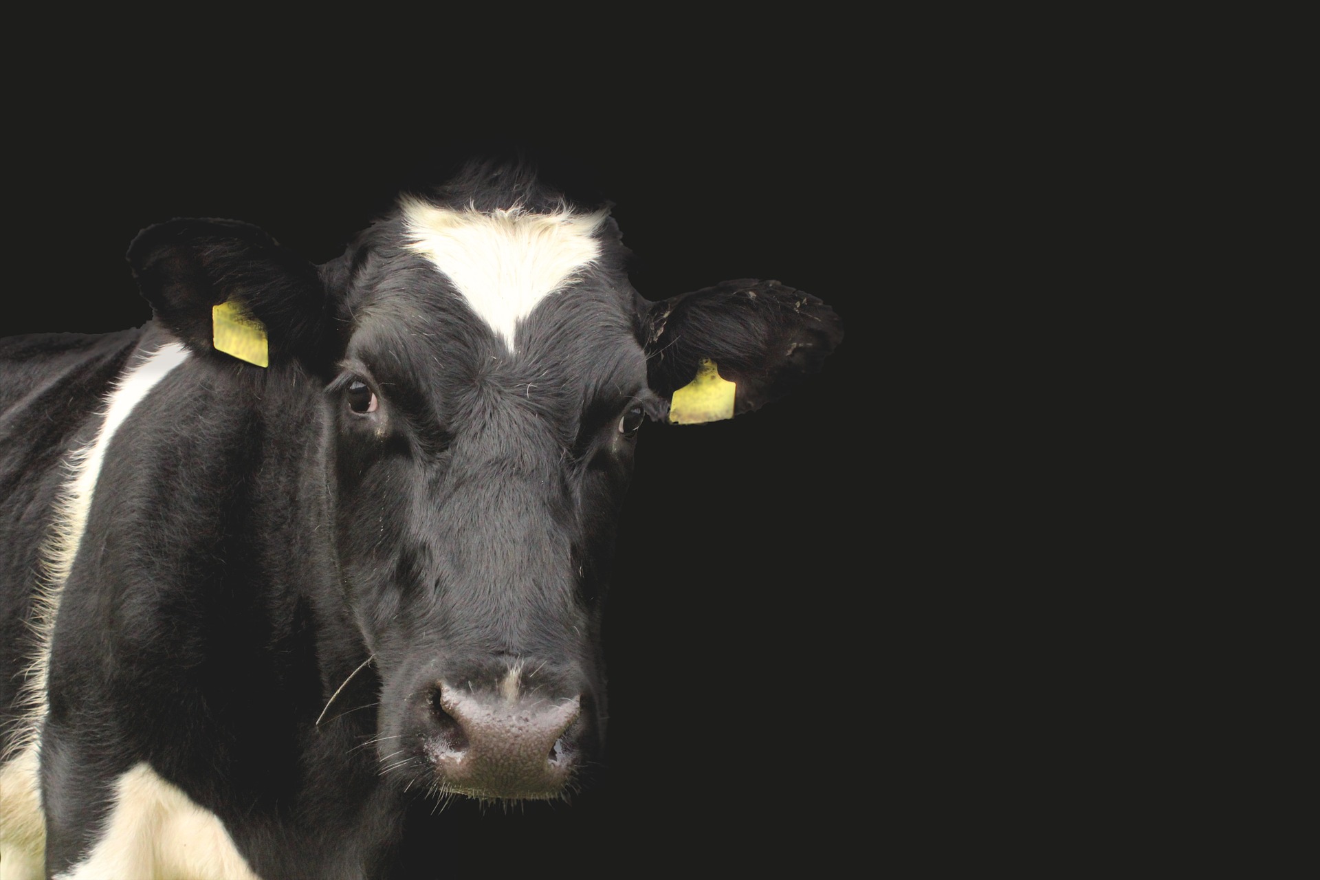 Do Dairy Farms Kill Male Calves