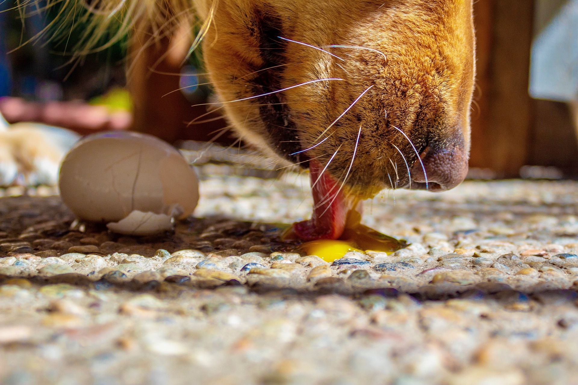 Feeding puppy 2025 raw egg