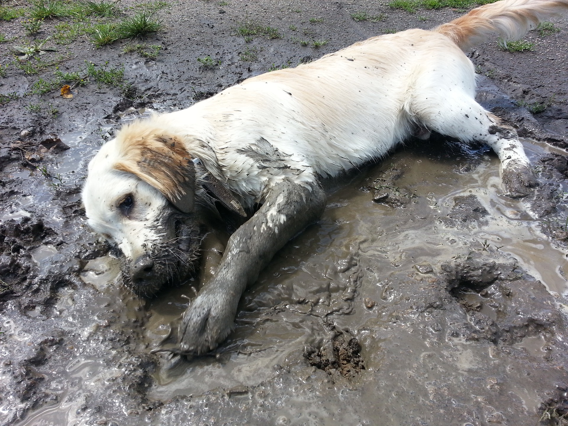 what causes alabama rot in dogs