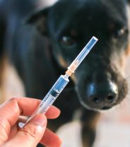 Do dogs need distemper vaccines?