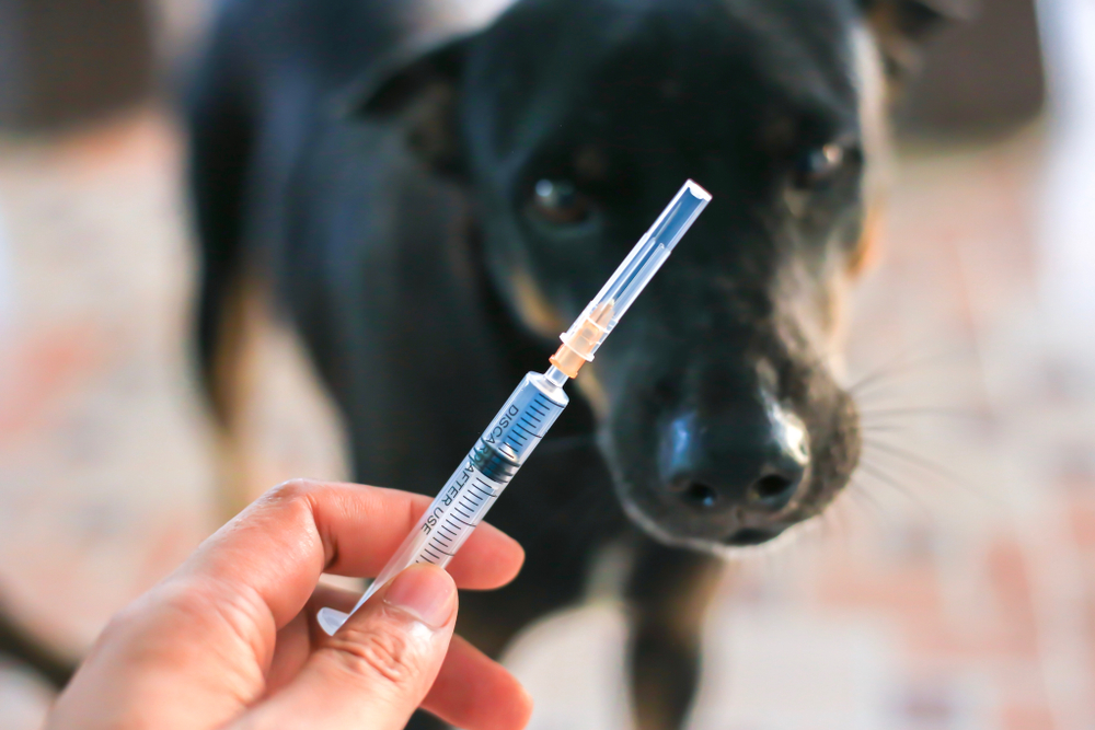 what does a distemper shot do for a dog
