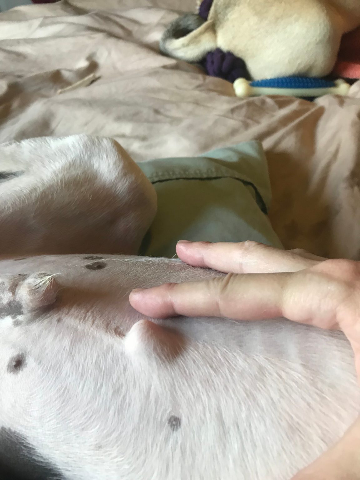 Do dogs have belly buttons? Vet Help Direct
