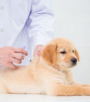 What vaccines does my dog really need?