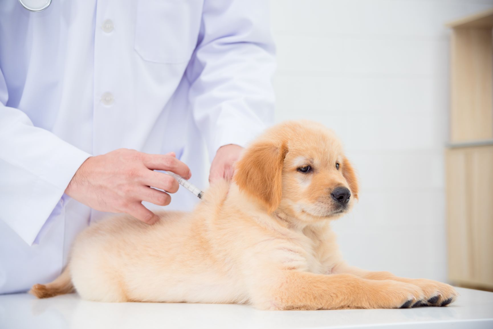 Vet giving a puppy a vaccination