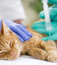 How dangerous is an anaesthetic for my cat?