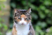 My cat has lymphoma – what does that mean?