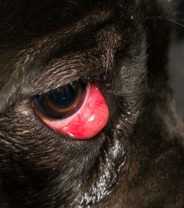 How to treat cherry eye in dogs