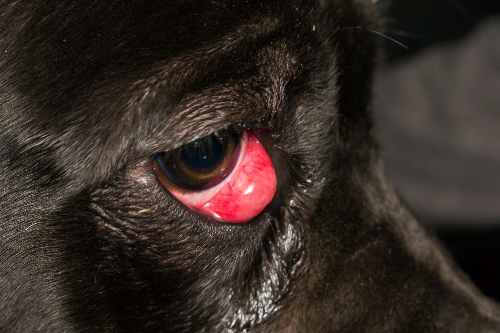 How to treat cherry eye in dogs - Vet Help Direct
