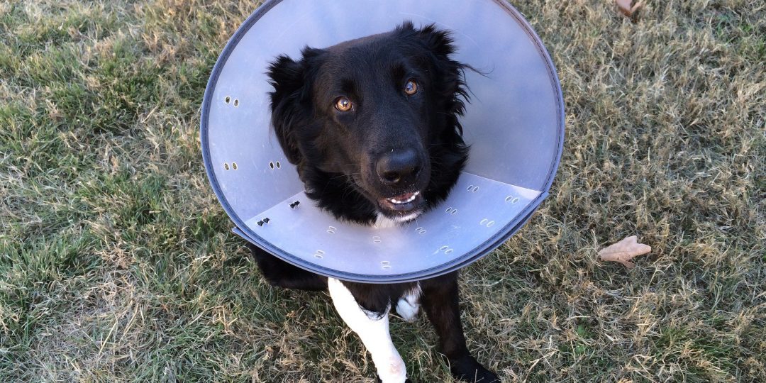 Dog wearing a cone collar