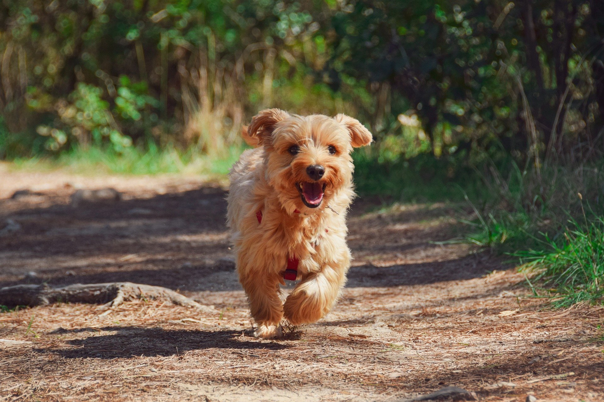 how often should you walk your small greek domestic dog puppy