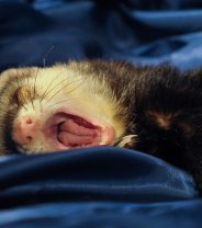 Is My Ferret at Risk From COVID-19?