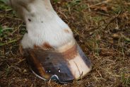 Why do horses get hoof abscesses and how are they treated?