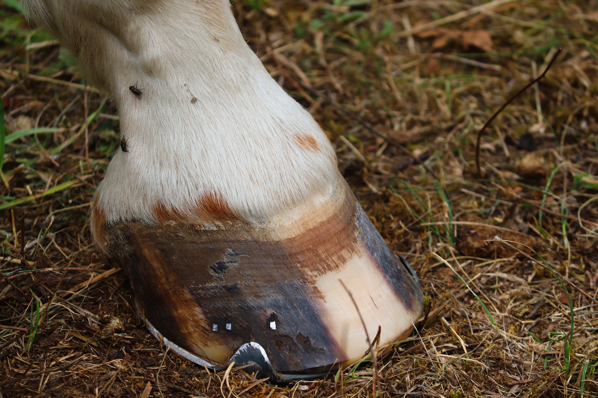 Why Do Horses Get Hoof Abscesses And How Are They Treated Vet Help 