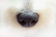 Why Is a Dog’s Nose Wet?