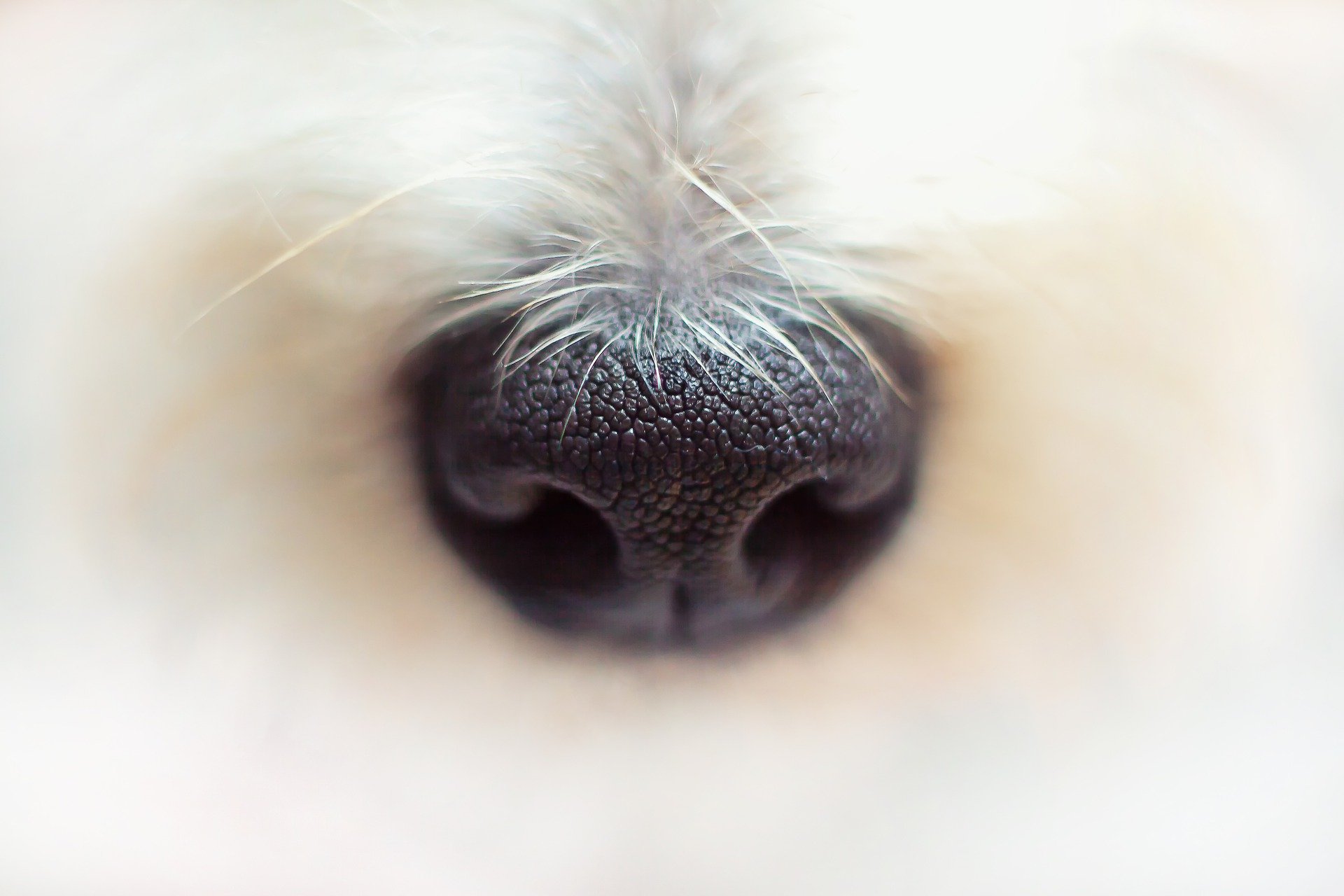 Why Is a Dog’s Nose Wet? Vet Help Direct