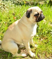 Do pugs have health problems? Things to know before you buy