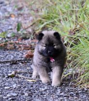 When can you first take your puppy out for a walk?