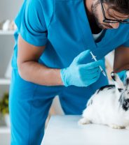 How do rabbit vaccines work?