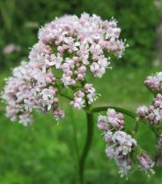 Is Valerian effective against stress in pets?