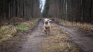 How to make the most of walks with your dog