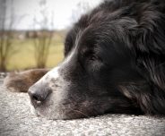 Ask a vet online- ‘My 10 year old dog has a lump not sure if I should take him to the vet?’