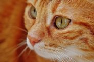 Cats with sore eyes – when is surgery needed?