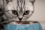 Can cats eat tinned tuna?