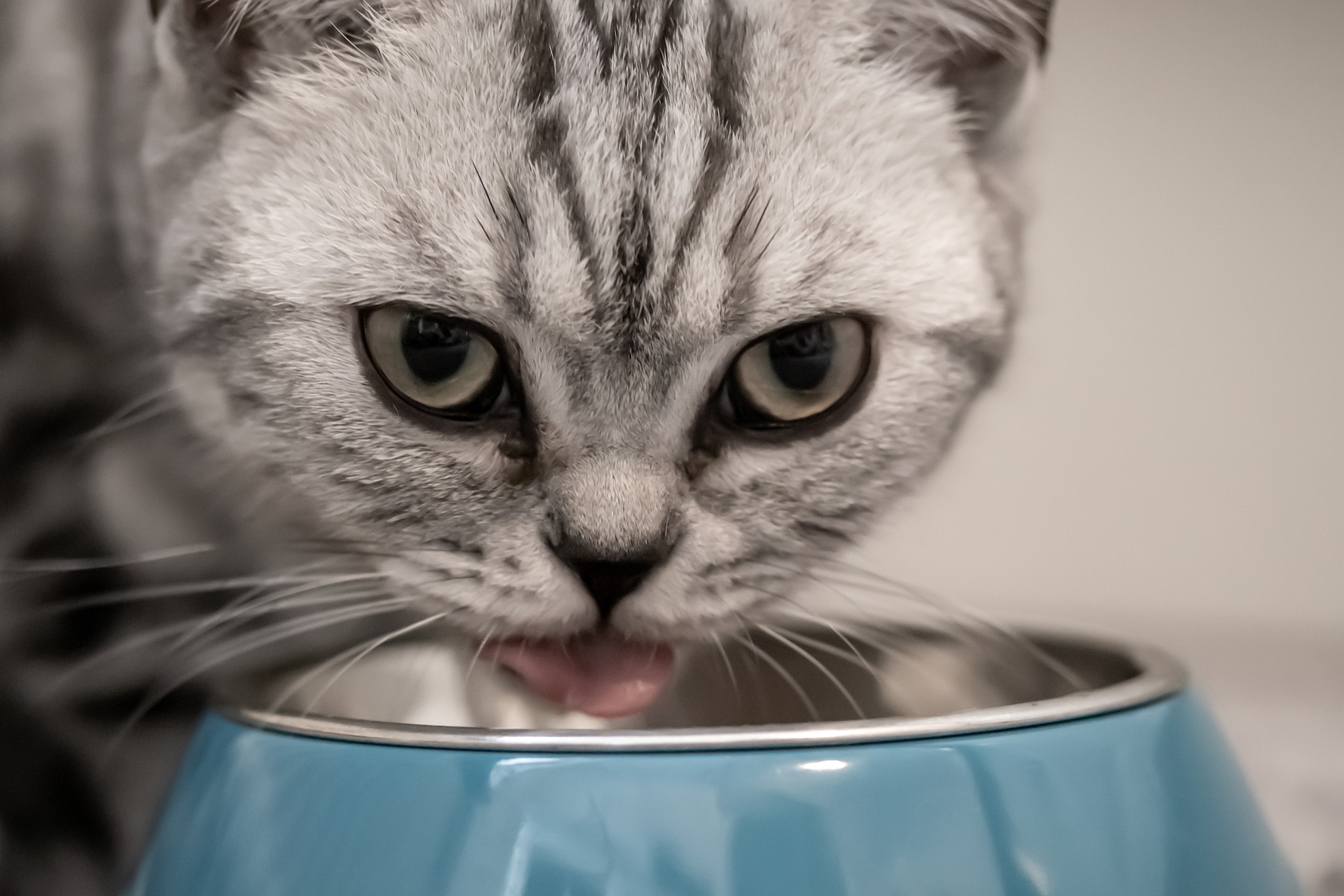 Can cats eat tinned tuna? - Vet Help Direct