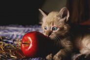 Vegan food for cats - has it been proven to be safe?