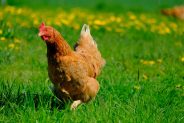 Backyard Poultry: To Vaccinate or Not
