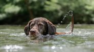 Do dogs need the Lepto vaccine and what is Leptospirosis?