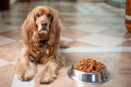 When to switch a puppy onto adult dog food