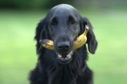 Can Dogs Eat Fruit?