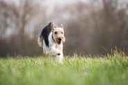 Do dogs get Lyme disease?