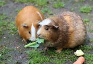 How to Keep Your Guinea Pig Happy and Healthy