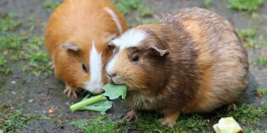 Guinea pigs eating green leaves
