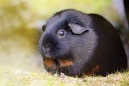 Five Tips on Caring for your first Guinea Pig