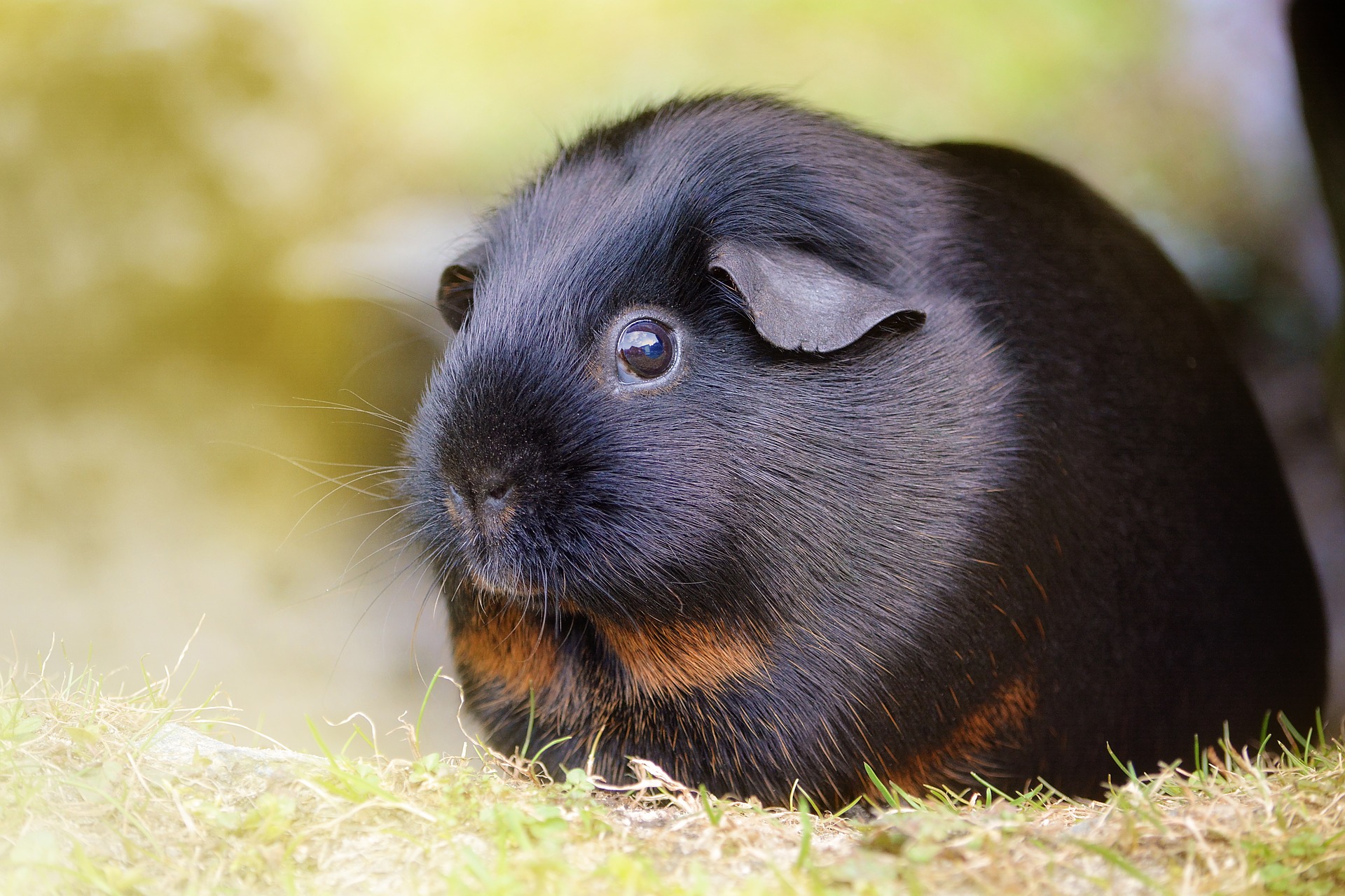 Guinea pig best sale first pet