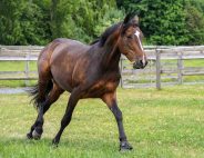 What is PSSM in horses?