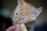 How much food should an 8-week-old kitten eat?