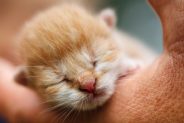 How do I Care For a Litter of New-born Kittens?