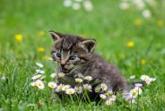 Which spring flowers are toxic to cats?