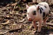 Pet pigs – is it as easy as it sounds?