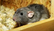 Are pet rats the same as wild rats?