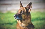 What is an iris cyst and how is it treated in dogs?