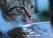 How much water should a kitten drink?
