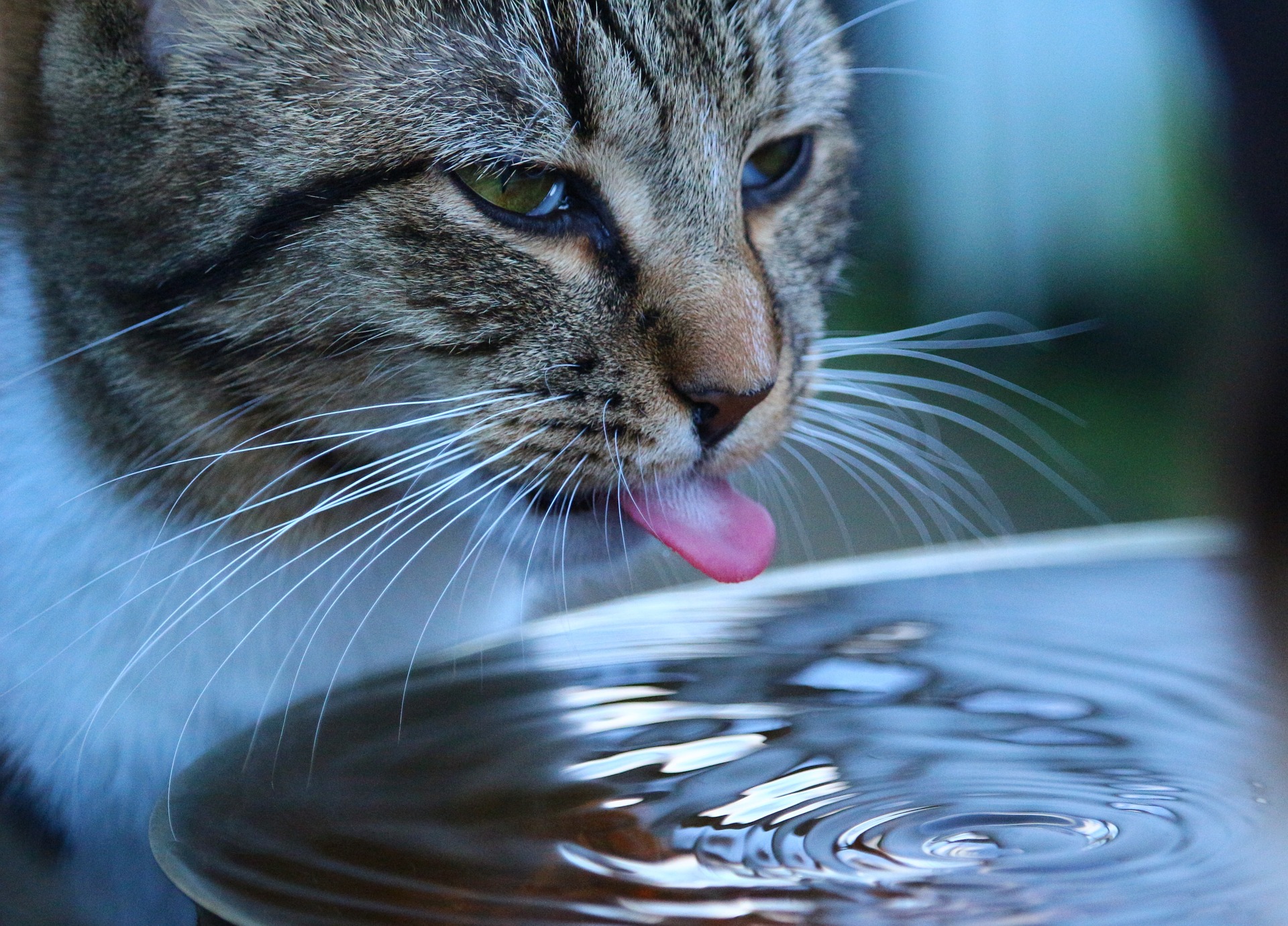 Kitten not drinking store water but eating