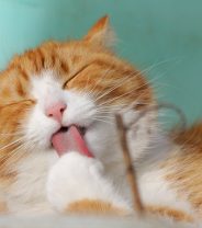 How do vets diagnose diabetes in cats?